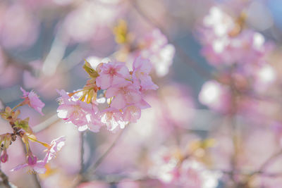 Kawazu cherry blossoms blooming in early spring in toyamago, nagano, japan.