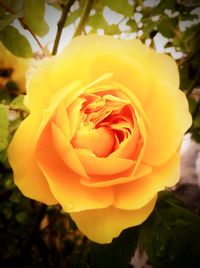 Close-up of rose flower