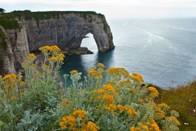 Yellow flowers on cliff by sea