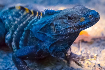 Close-up of a turtle