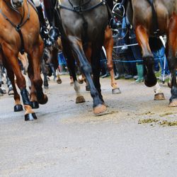 Horse on road