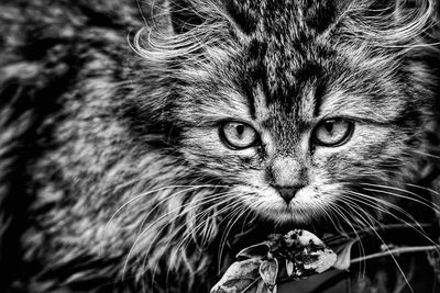 Close-up portrait of cat