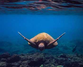 View of turtle swimming in sea