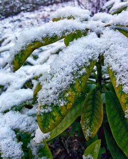 Close-up of snow covered plants