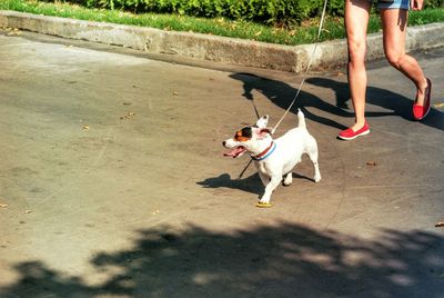 Low section of woman standing with dog