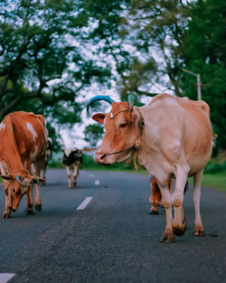 View of cow on road