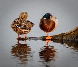 Birds in lake