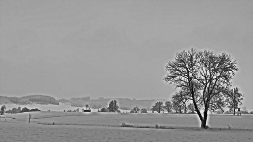 Bare tree on field against sky