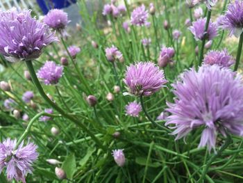 Close-up of purple flowers blooming outdoors