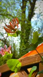 Close-up of flowers blooming outdoors
