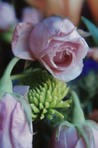 Close-up of rose bouquet