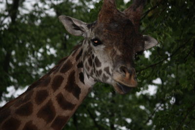 Close-up of giraffe against trees