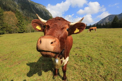 Cow standing on field