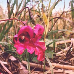 Close-up of pink flowers blooming outdoors