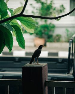 Bird perching on a railing