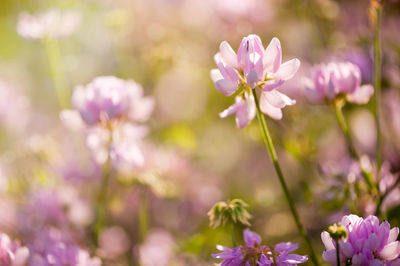 Close-up of pink flowers blooming outdoors