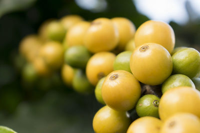 Close-up of fruits