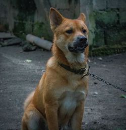 Portrait of dog looking away on road