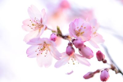 Close-up of pink flowers