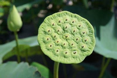 Close-up of lotus water lily in garden