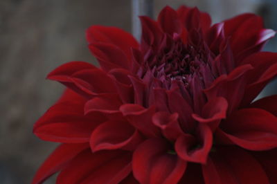 Close-up of red flower