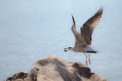 Seagulls flying over sea