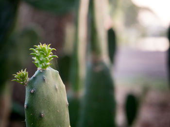 Close-up of plant