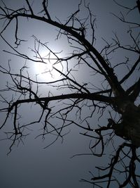 Low angle view of silhouette tree against sky