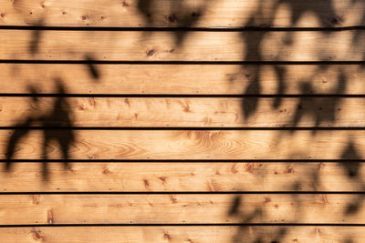 Reflection of tree on wooden wall outdoors