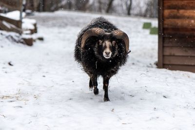 Dog on snow covered land