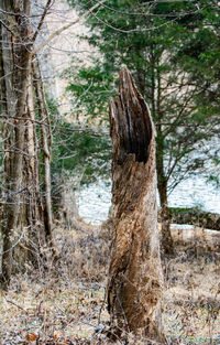 Pine tree in forest