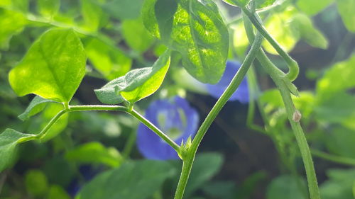 Close-up of fresh green plant