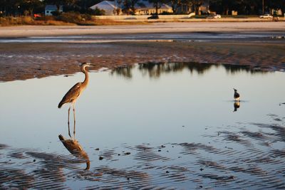 Birds in lake