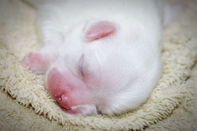 Close-up of cat sleeping