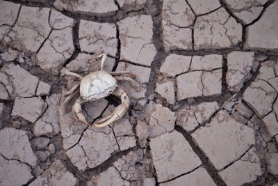 High angle view of animal skull