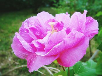 Close-up of pink flower