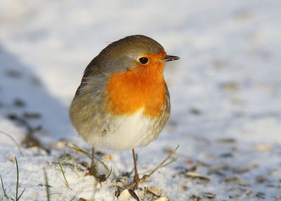 Close-up of bird perching