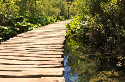 Footpath amidst trees