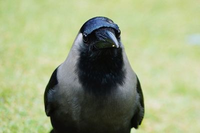 Close-up of black bird on field