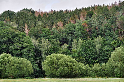 Plants and trees in forest