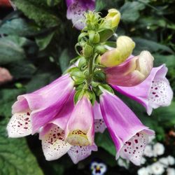 Close-up of pink flowers