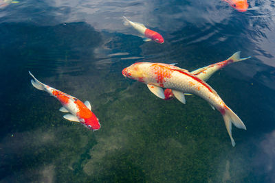 High angle view of koi fish in sea