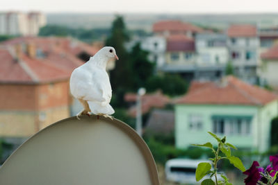 White dove sits high on the balcony and looks at the roofs of low-rise buildings. portrait of pigeon