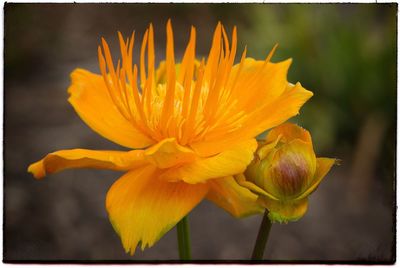 Close-up of yellow flower