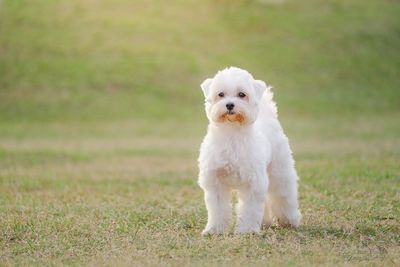 Portrait of white dog on field