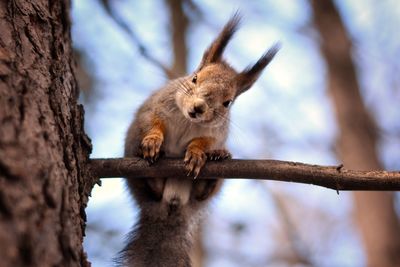 Low angle view of squirrel on tree