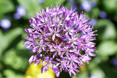 Close-up of purple flowering plant