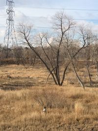 Bare trees on field against sky