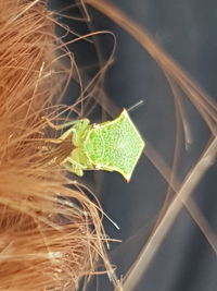 High angle view of plant