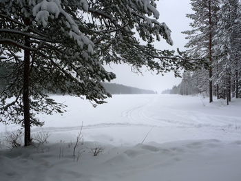 Bare trees on snow covered landscape